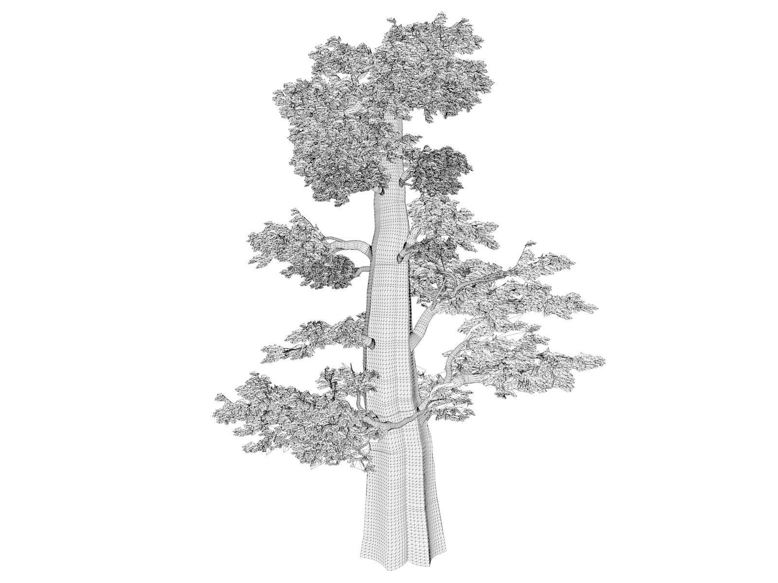 Western Juniper Tree - 07 - 3D model_1