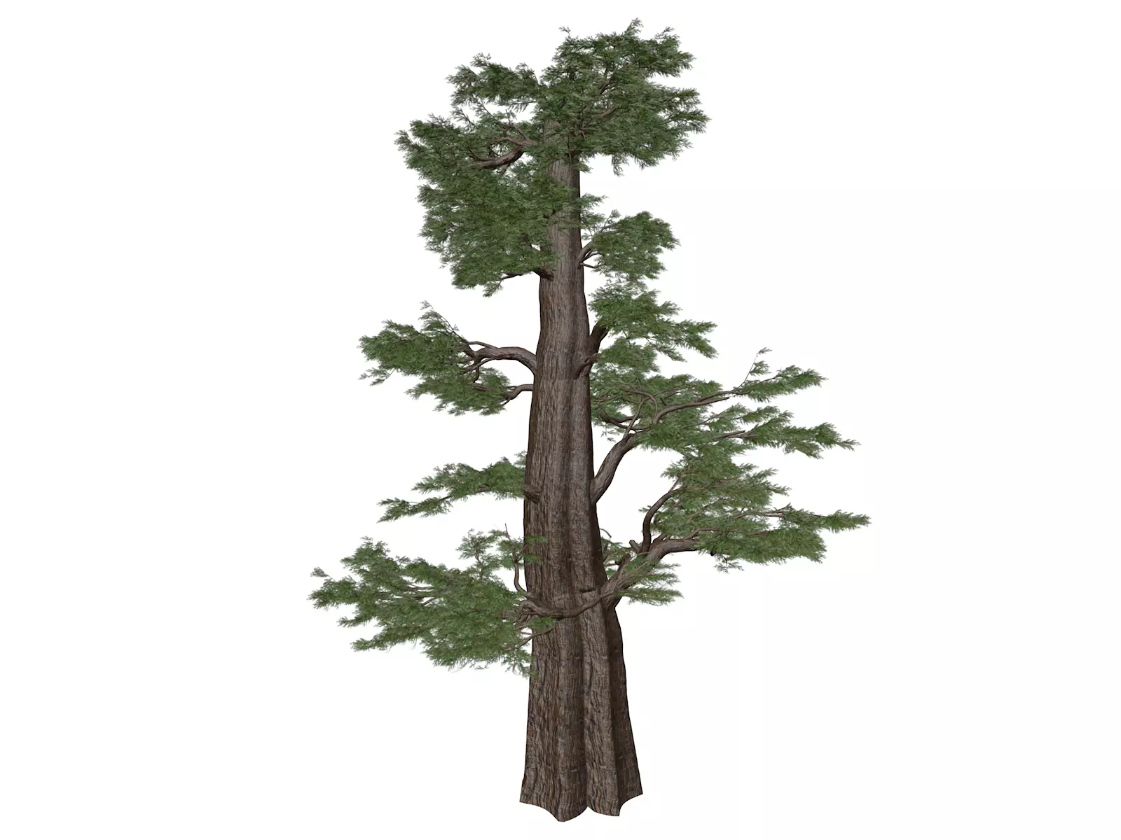 Western Juniper Tree - 07 - 3D model_0