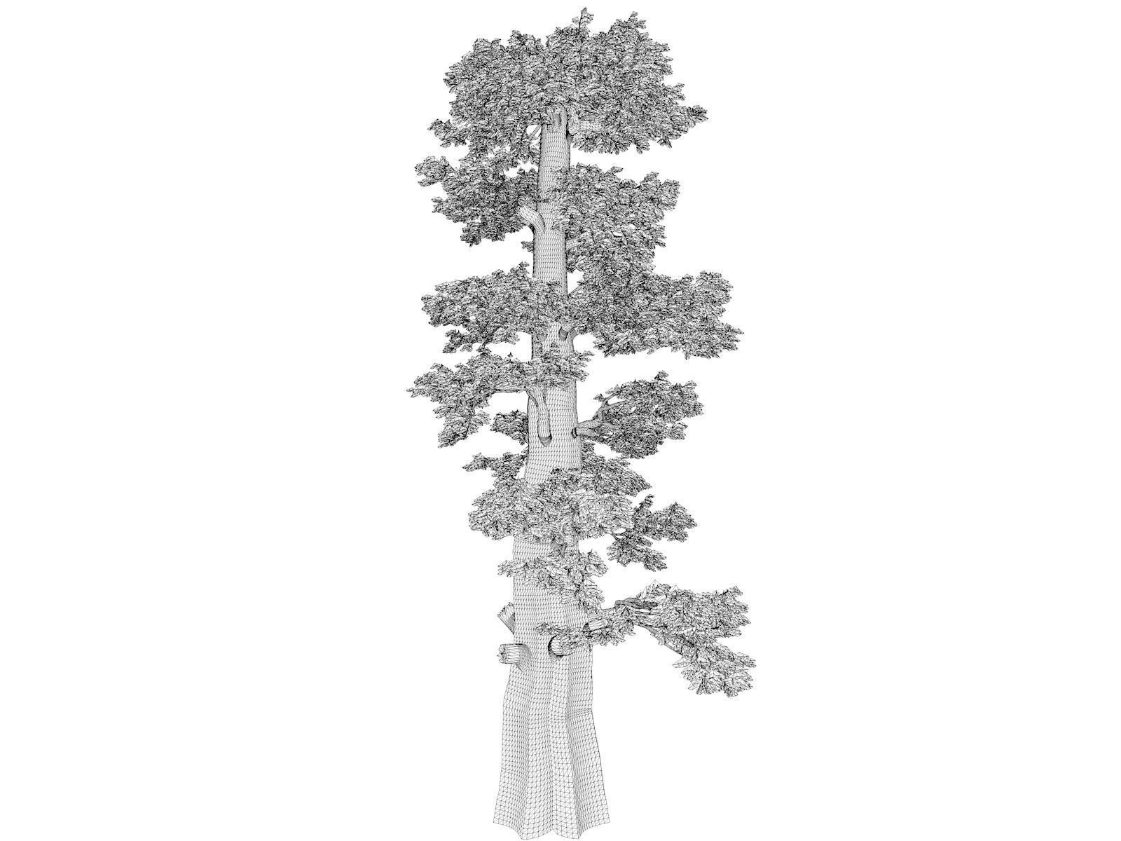 Western Juniper Tree - 08 - 3D model_1