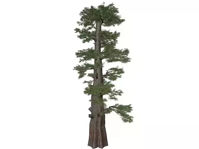 Western Juniper Tree - 08 - 3D model Western Juniper Tree - 08 - 3D model