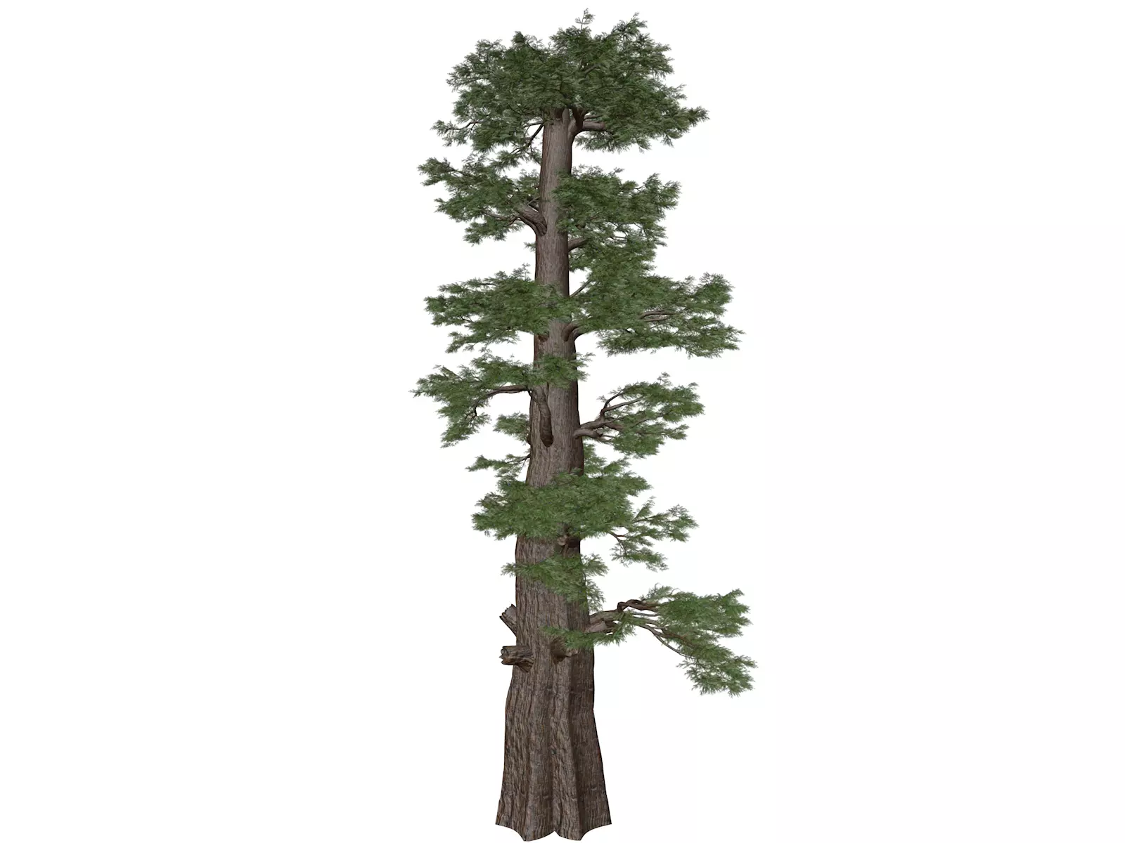 Western Juniper Tree - 08 - 3D model_0