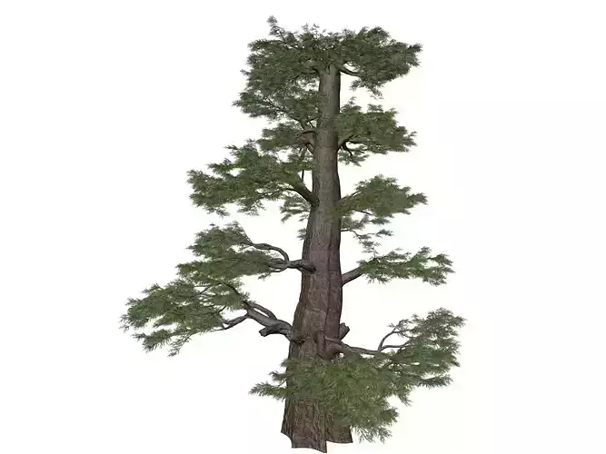 Western Juniper Tree - 09 -