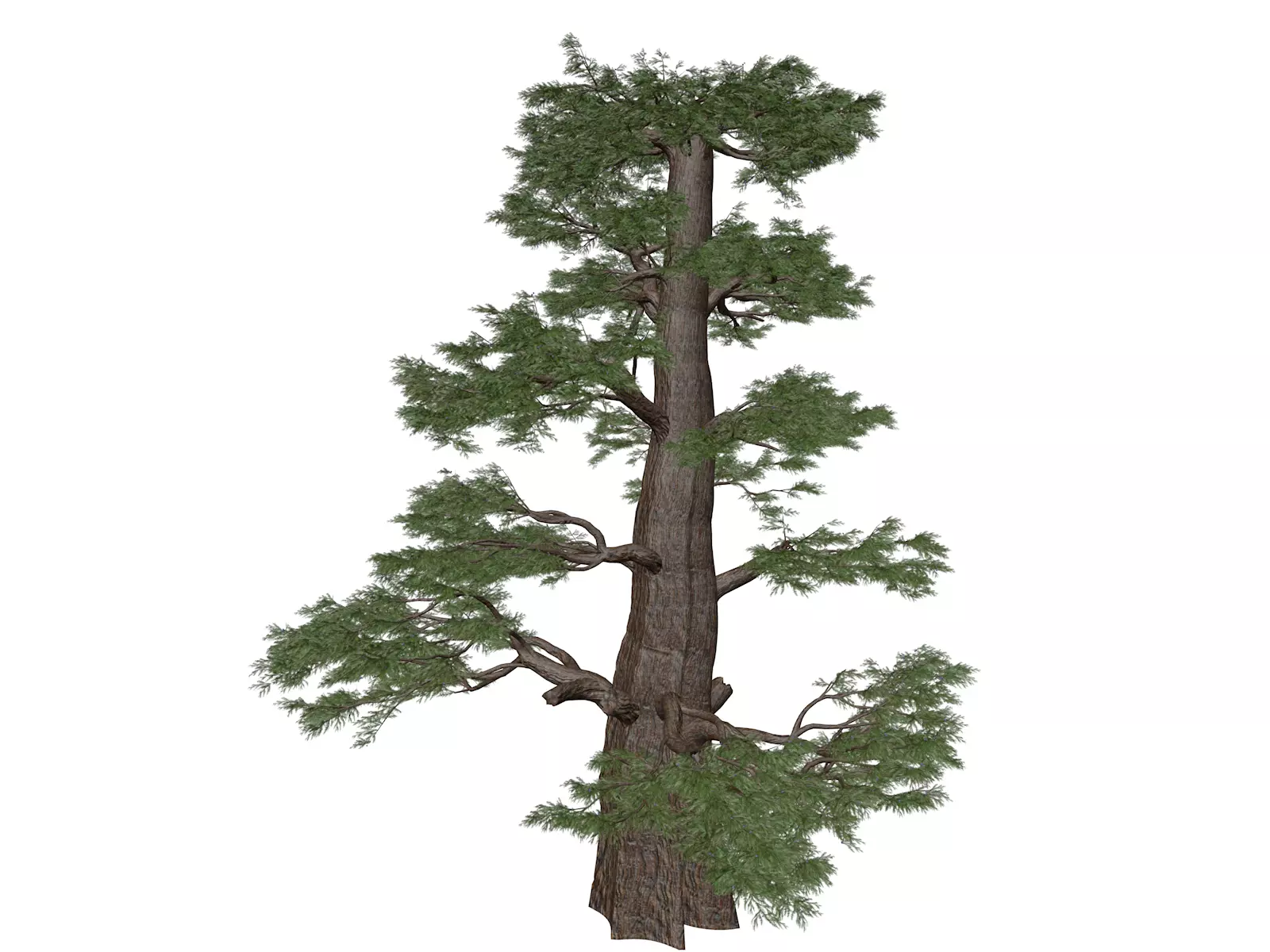 Western Juniper Tree - 09 - 3D model_0