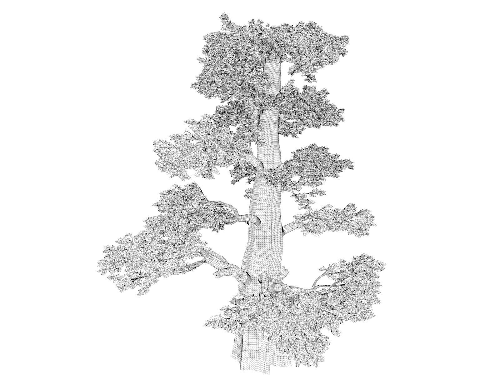 Western Juniper Tree - 09 - 3D model_1