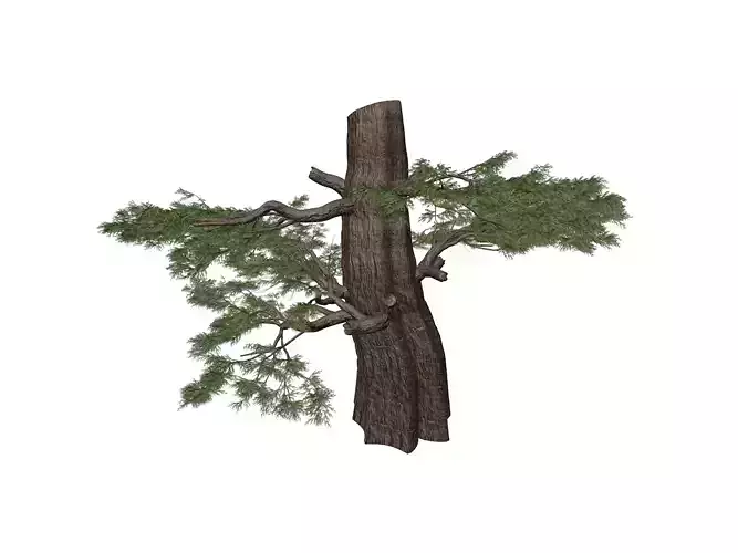 Western Juniper Tree Stump - 10 - 3D model