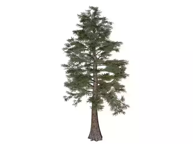 Western Red Cedar Tree - 01 -
