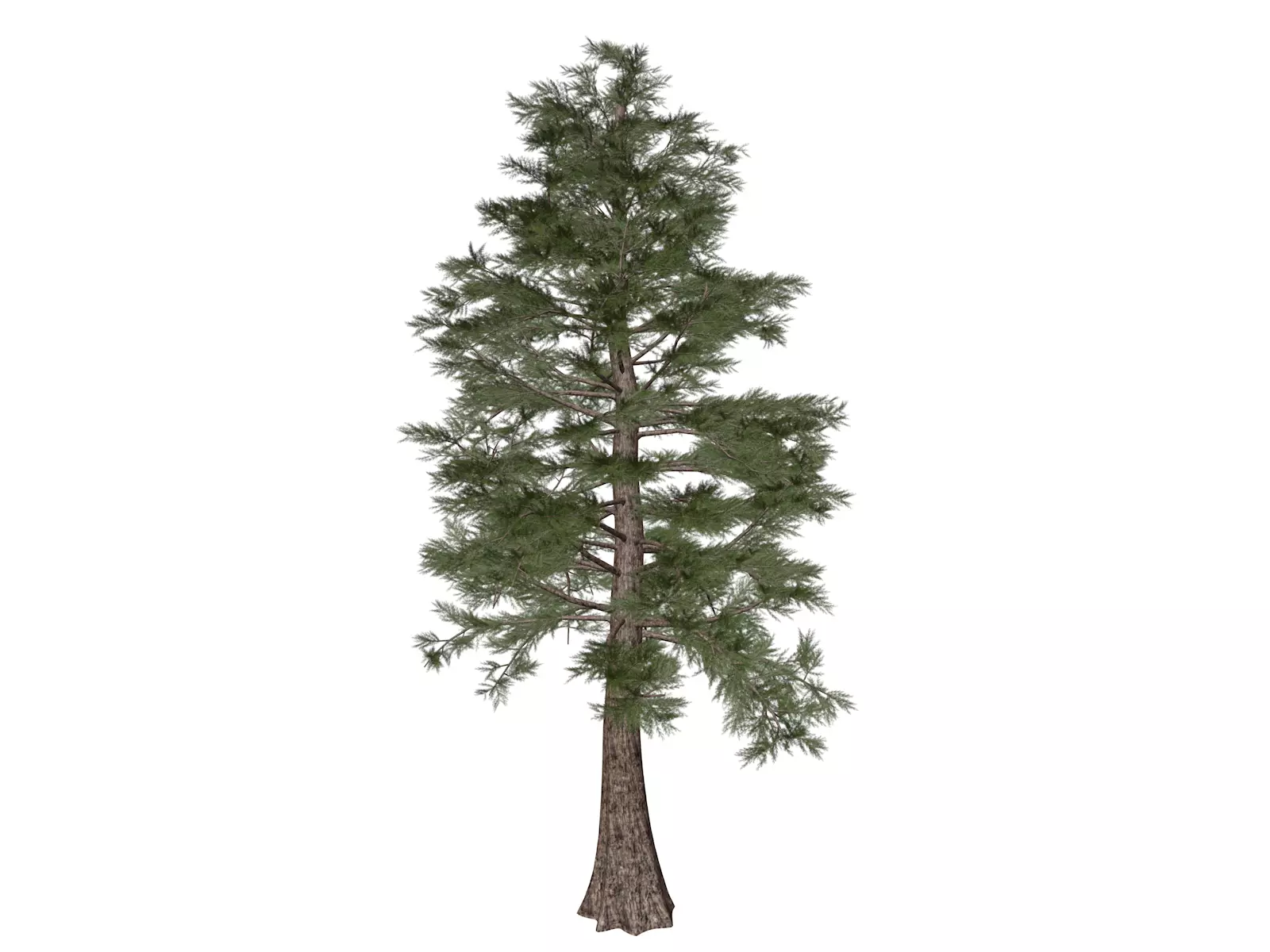 Western Red Cedar Tree - 01 - 3D model