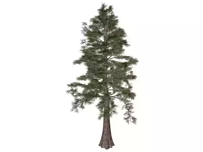Western Red Cedar Tree - 02 - 3D model