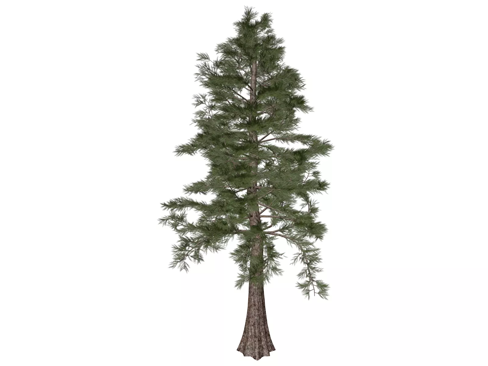 Western Red Cedar Tree - 02 - 3D model_0