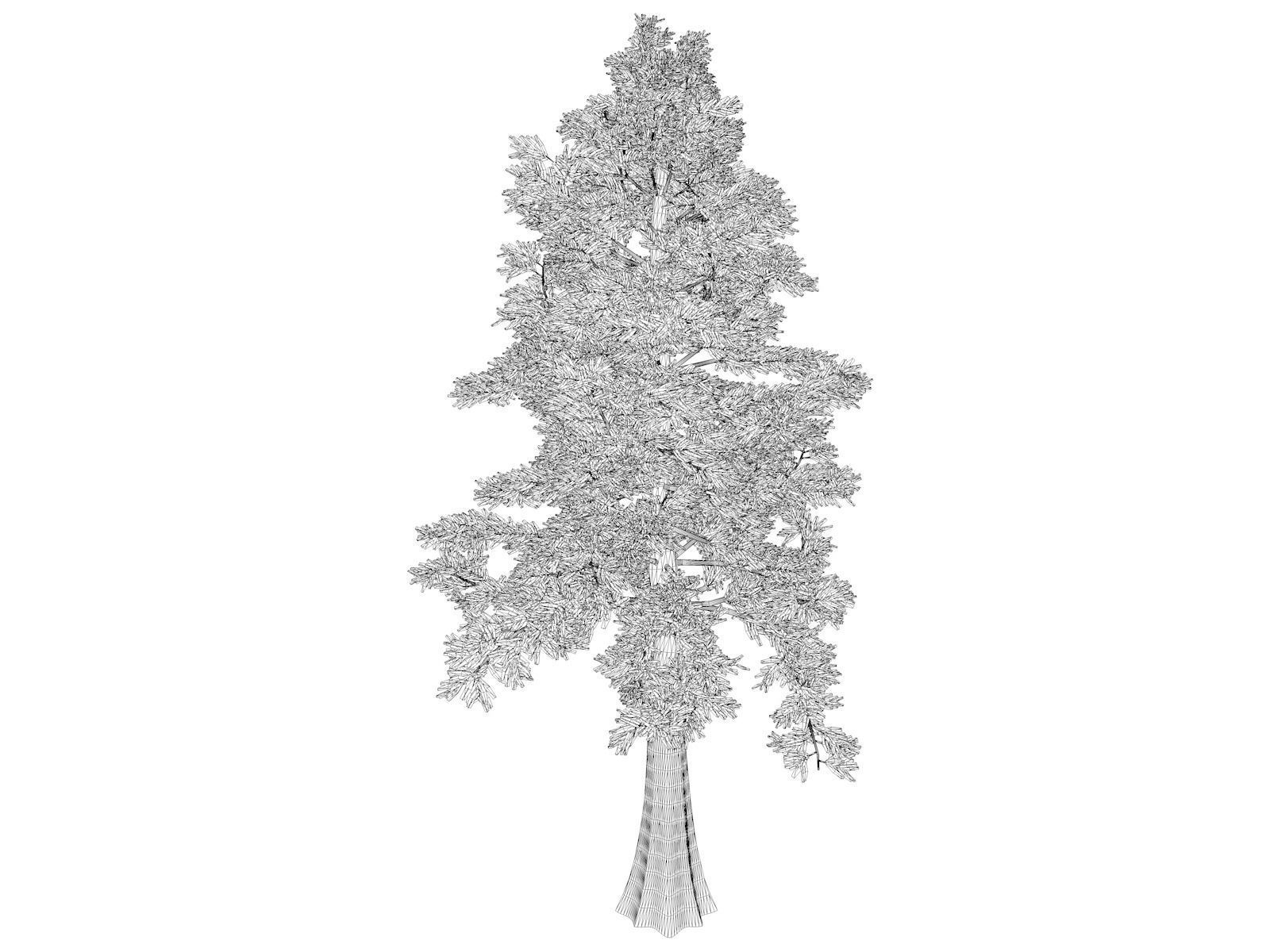Western Red Cedar Tree - 02 - 3D model_1