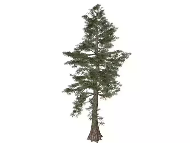 Western Red Cedar Tree - 03 -