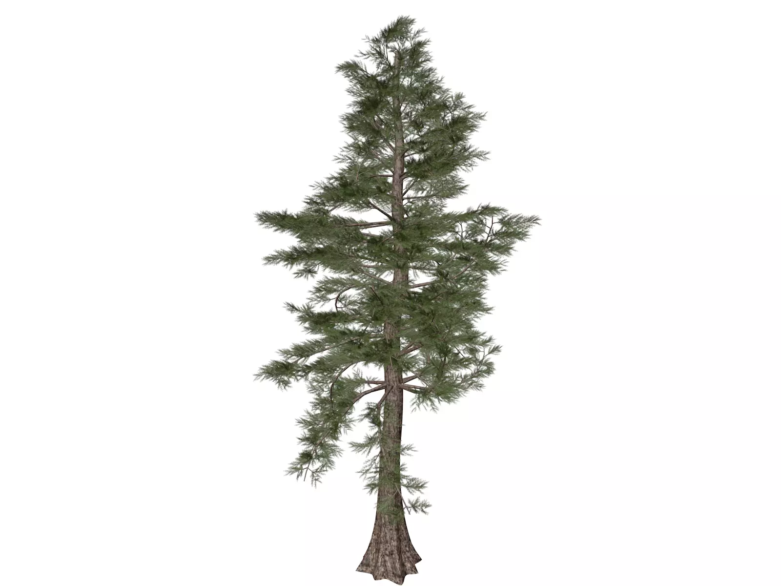 Western Red Cedar Tree - 03 - 3D model_0
