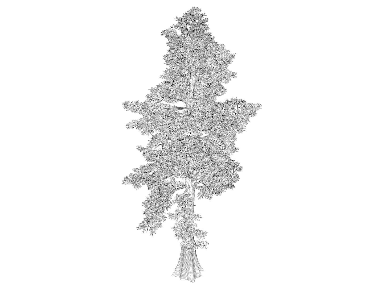 Western Red Cedar Tree - 03 - 3D model_1