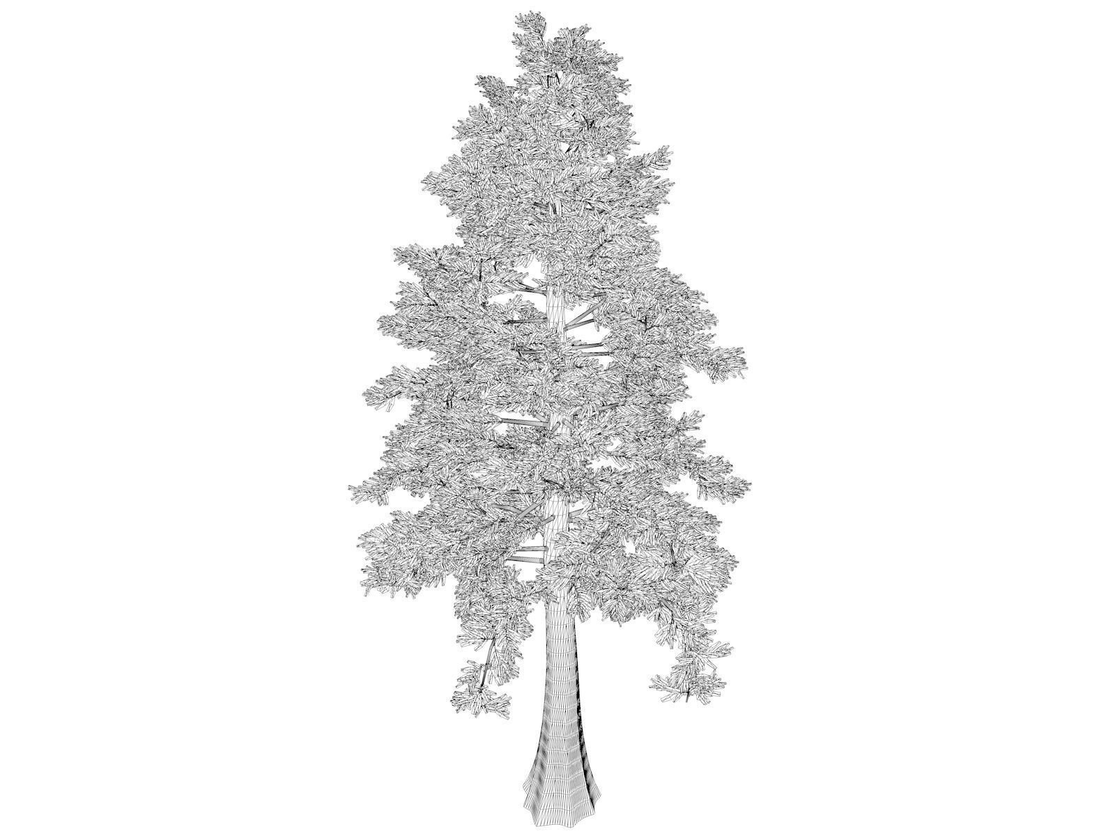 Western Red Cedar Tree - 04 - 3D model_1