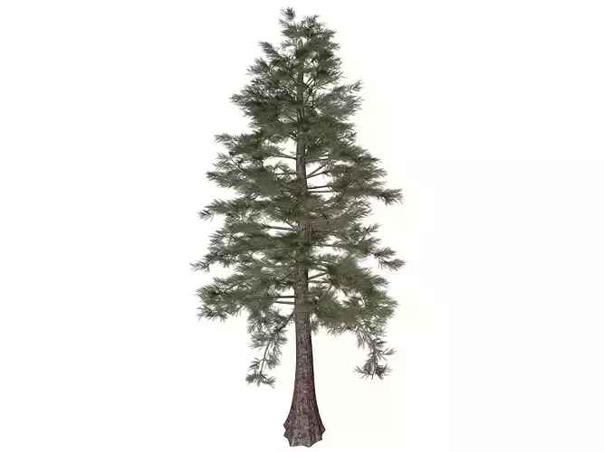 Western Red Cedar Tree - 04 -