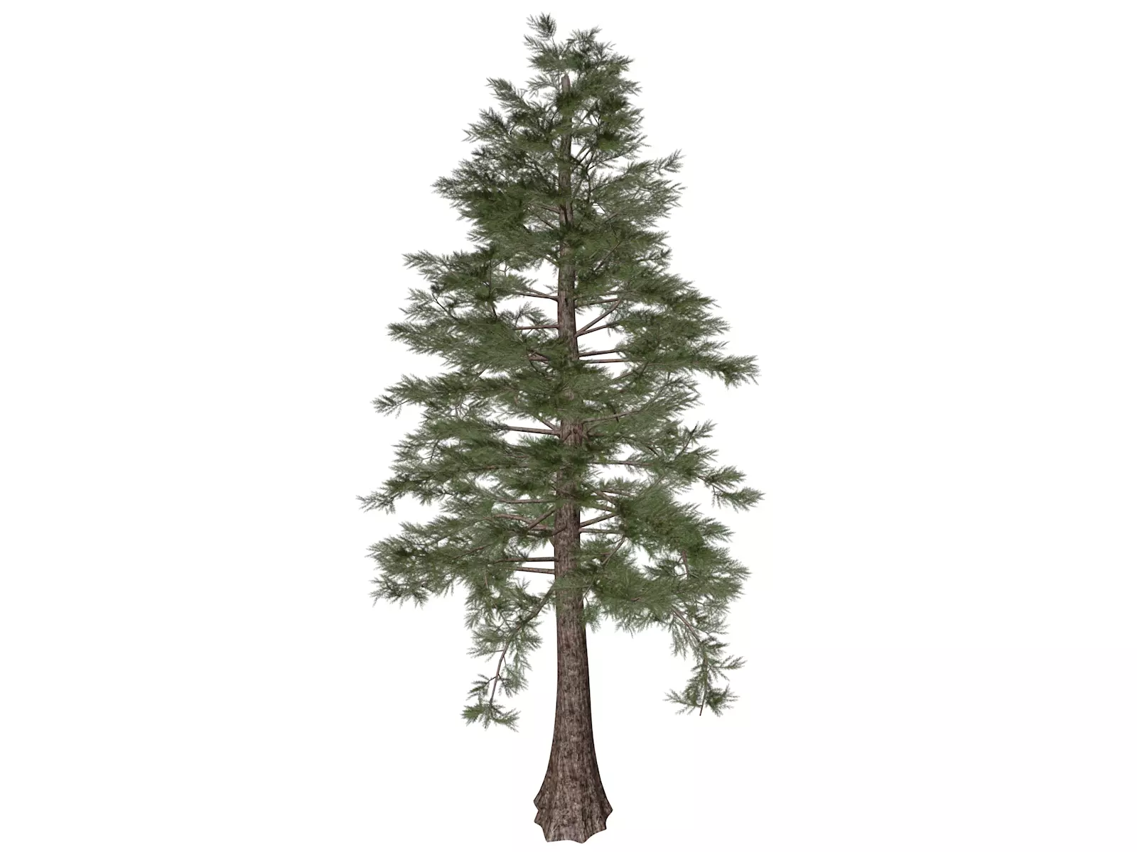 Western Red Cedar Tree - 04 - 3D model_0