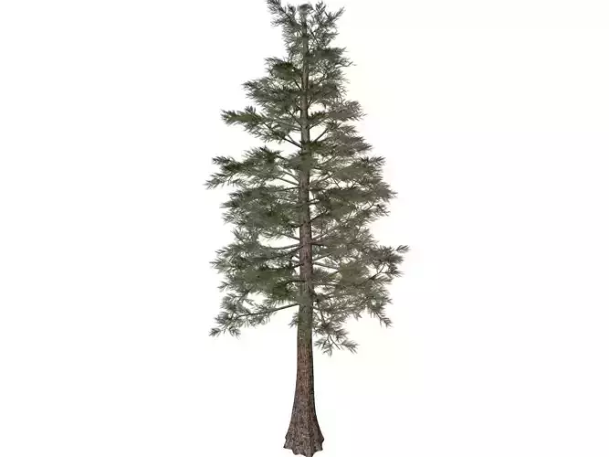 Western Red Cedar Tree - 05 - 3D model