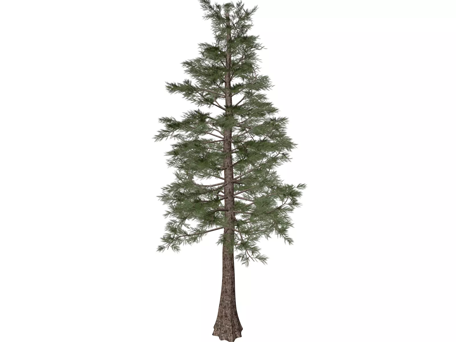 Western Red Cedar Tree - 05 - 3D model