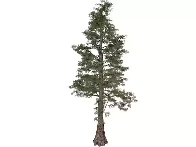 Western Red Cedar Tree - 06 -