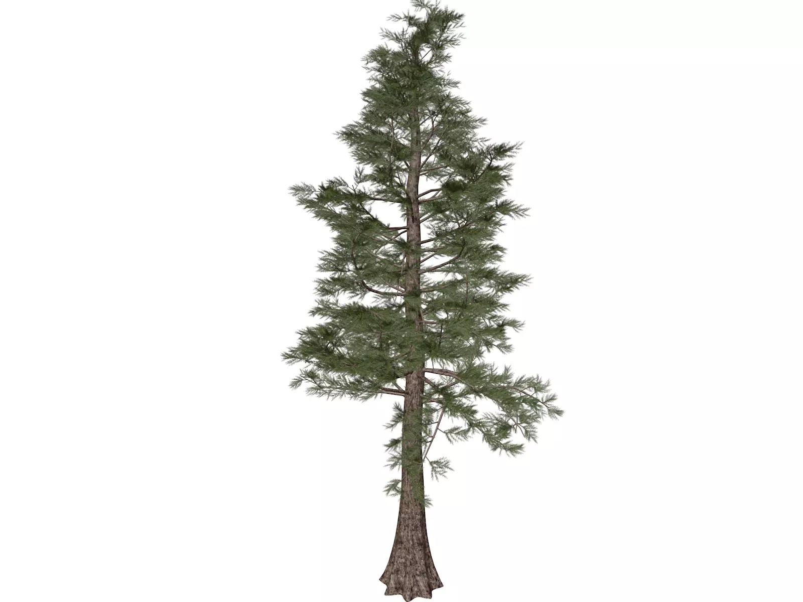 Western Red Cedar Tree - 06 - 3D model