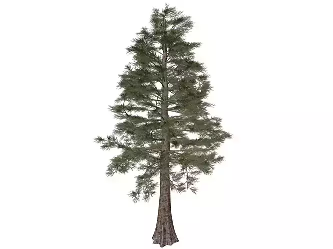 Western Red Cedar Tree - 07 - 3D model
