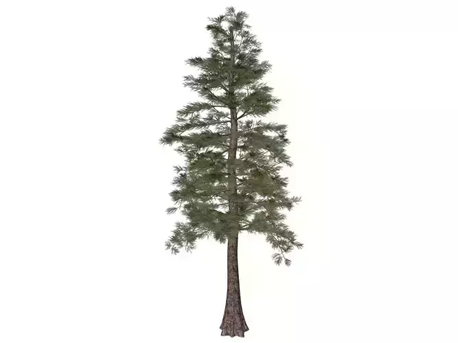 Western Red Cedar Tree - 08 -