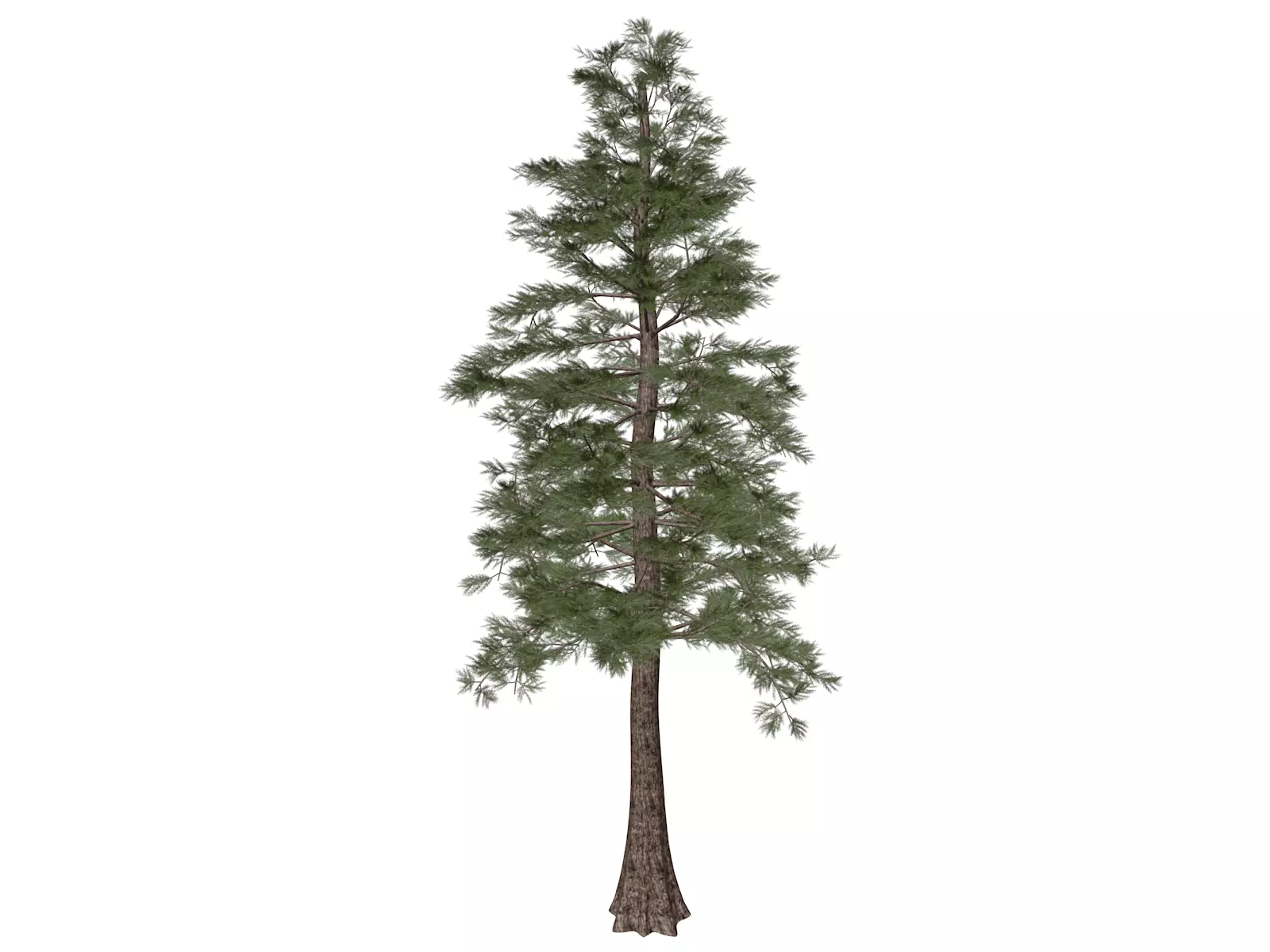 Western Red Cedar Tree - 08 - 3D model_0