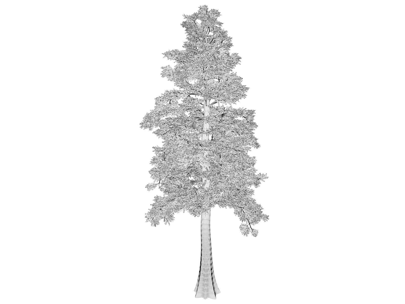 Western Red Cedar Tree - 08 - 3D model_1