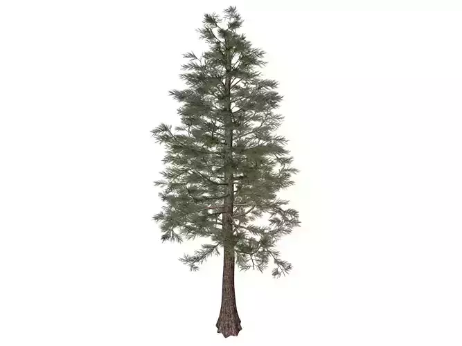 Western Red Cedar Tree - 09 -