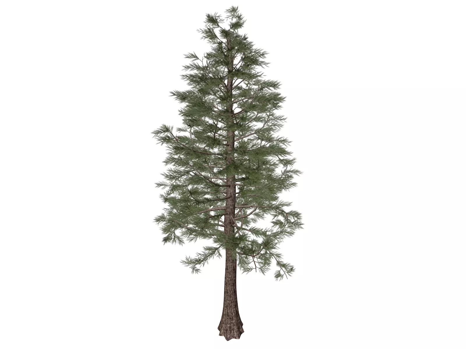 Western Red Cedar Tree - 09 - 3D model_0
