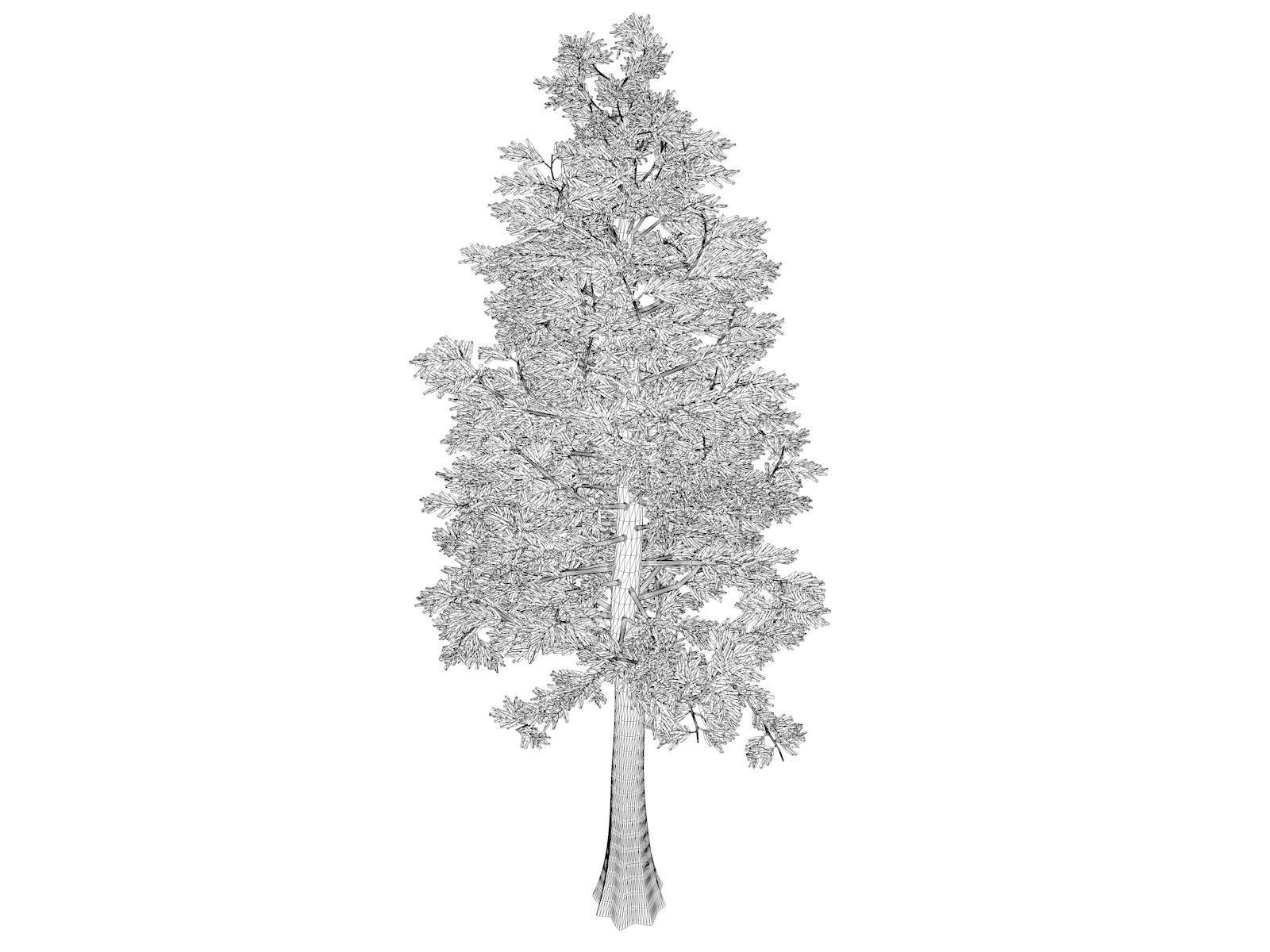 Western Red Cedar Tree - 09 - 3D model_1
