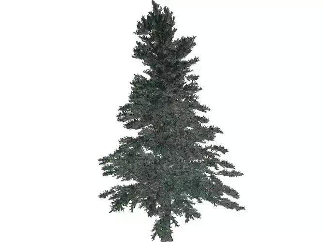 White Fir Tree - 01 -