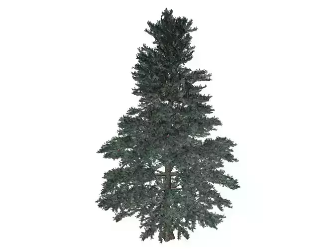 White Fir Tree - 03 - 3D model
