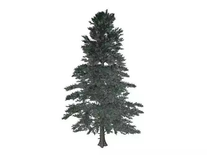 White Fir Tree - 04 -