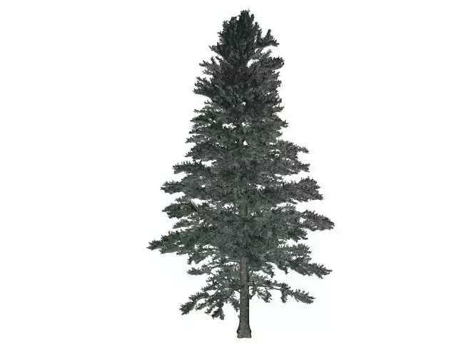 White Fir Tree - 05 -