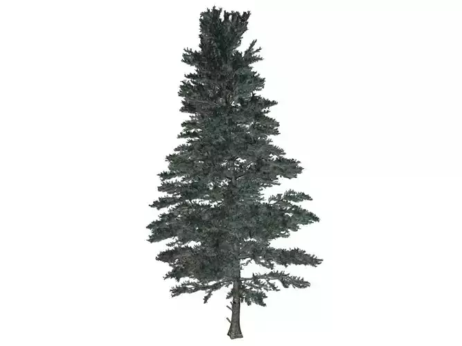 White Fir Tree - 06 -