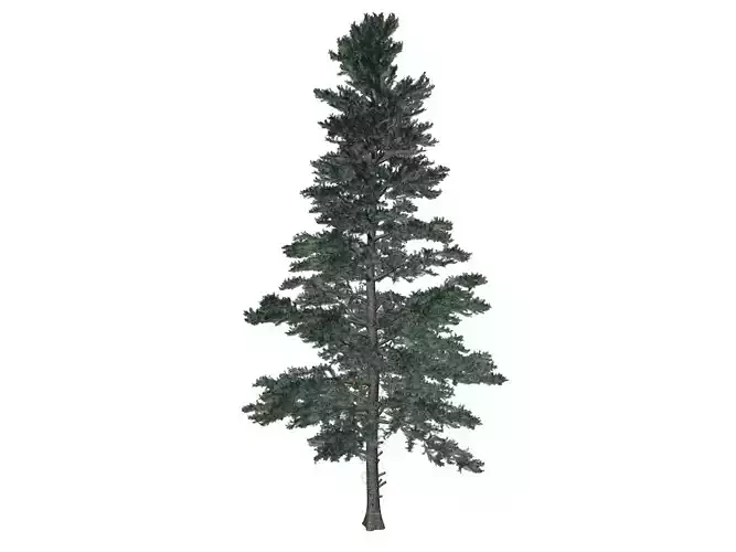 White Fir Tree - 07 -