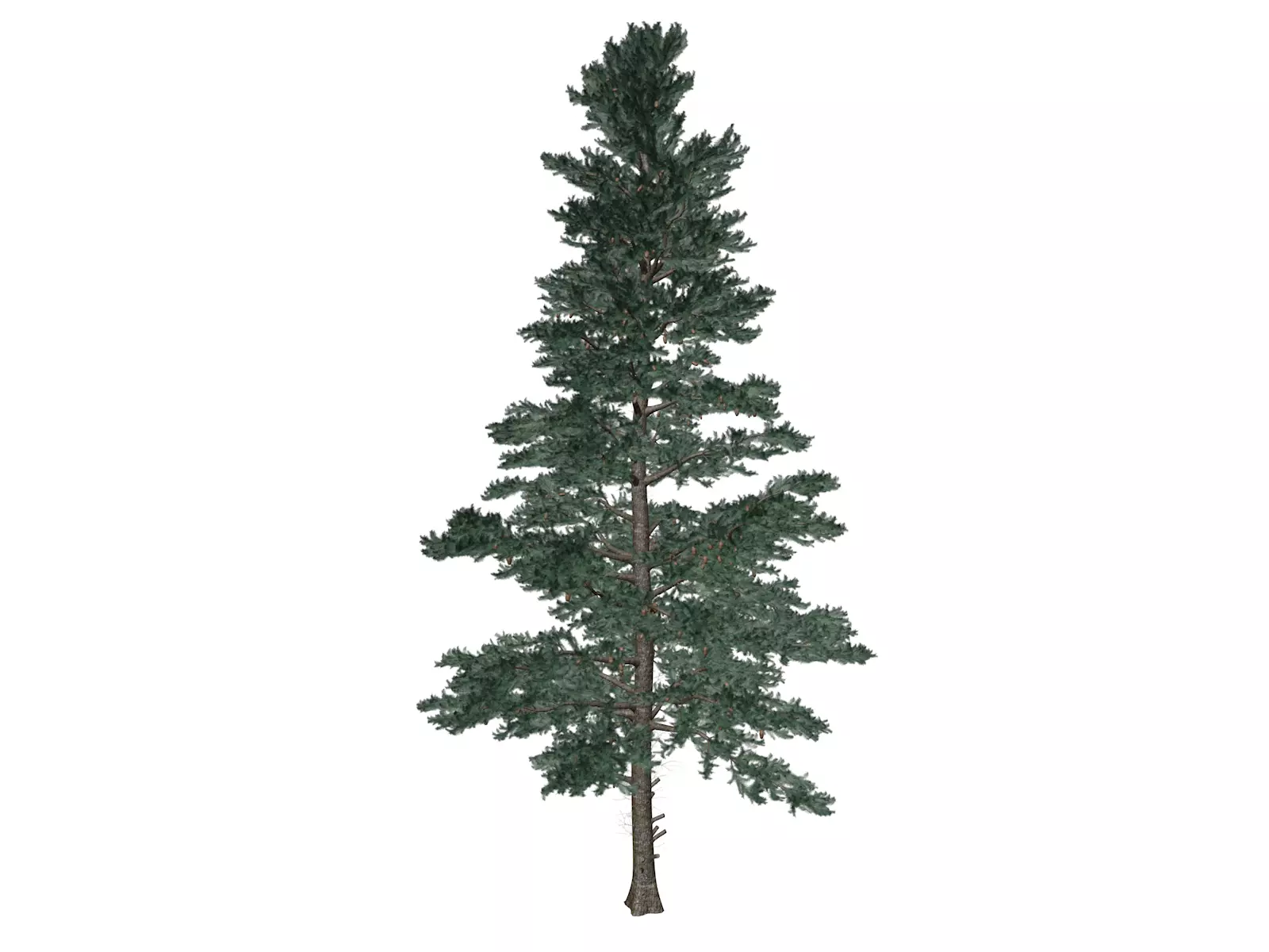 White Fir Tree - 07 - 3D model_0