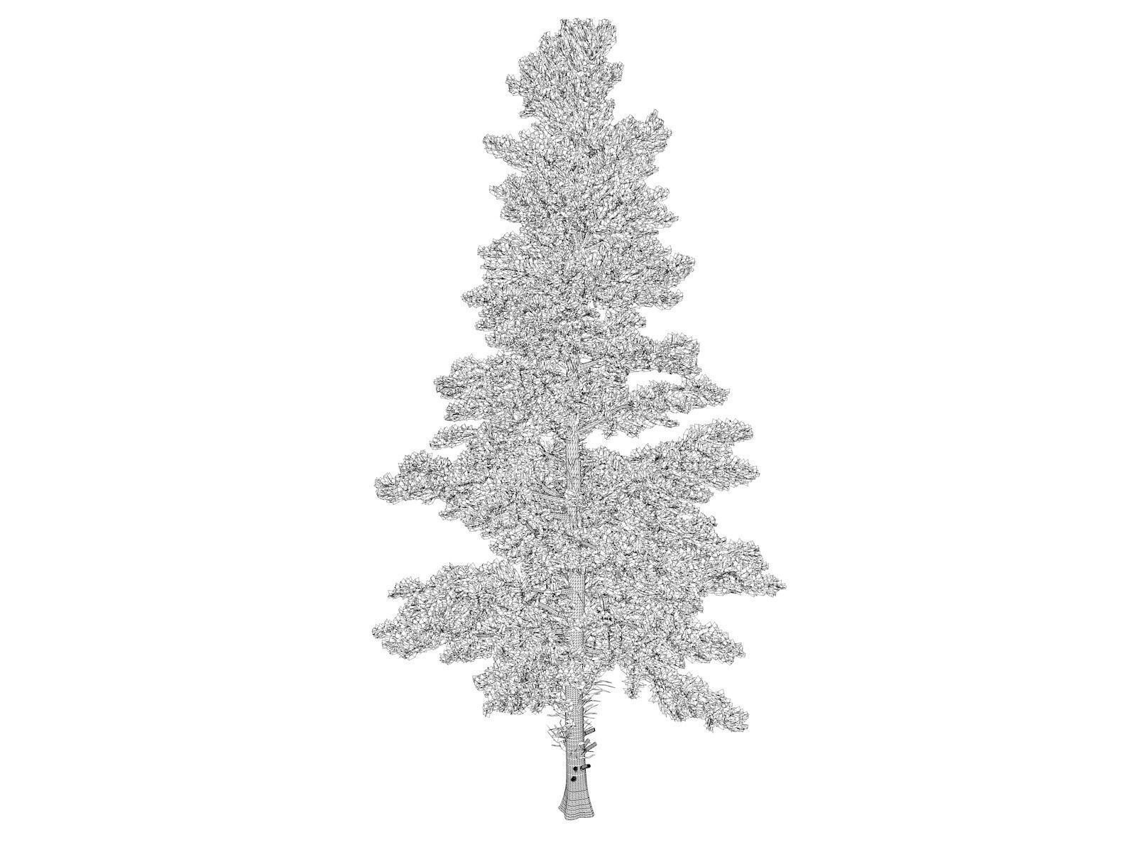 White Fir Tree - 07 - 3D model_1