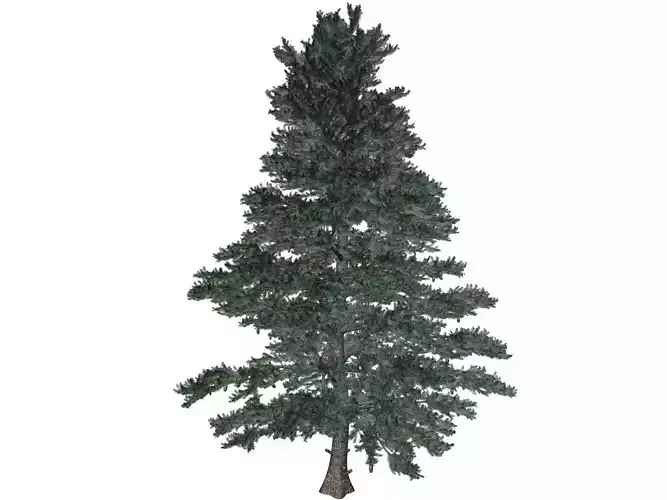 White Fir Tree - 09 -