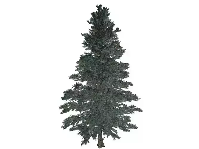 White Fir Tree - 10 -