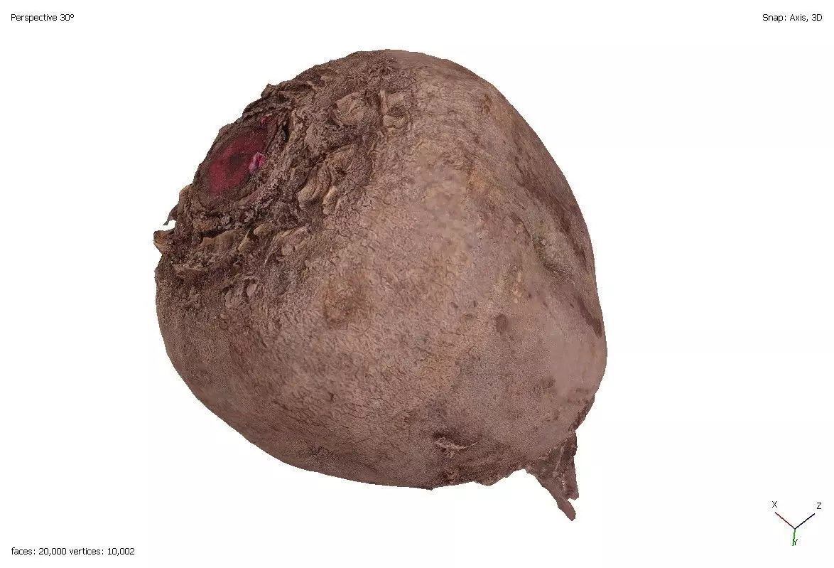 Two models of beets 3D model_0