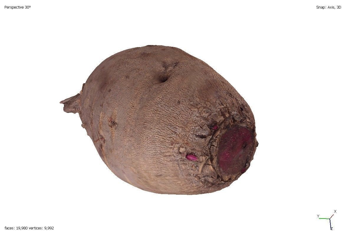 Two models of beets 3D model_4