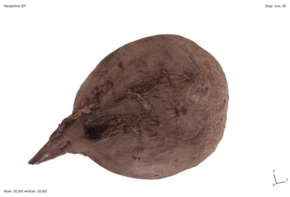 Two models of beets 3D model_2