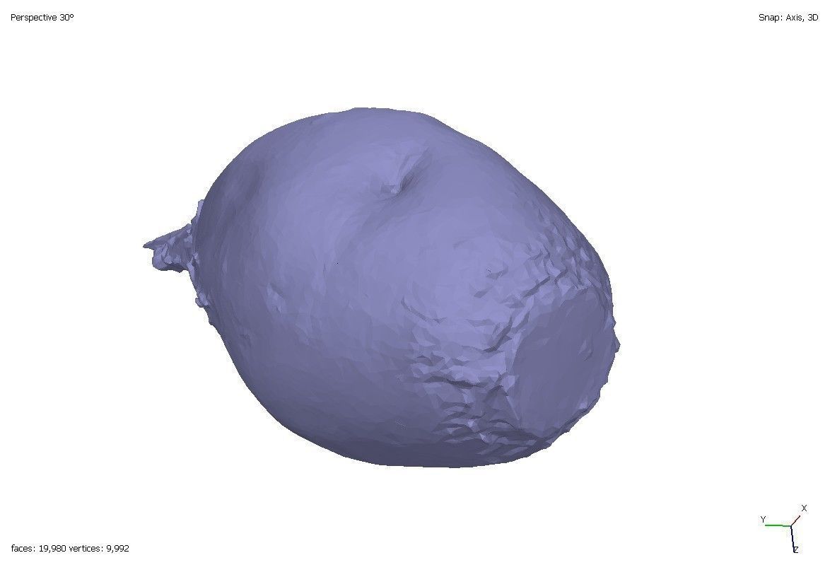 Two models of beets 3D model_5