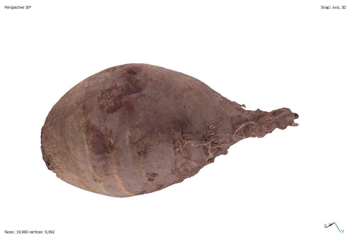 Two models of beets 3D model_6