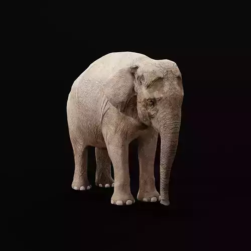 Asian Elephant Adult Low-poly 3D model