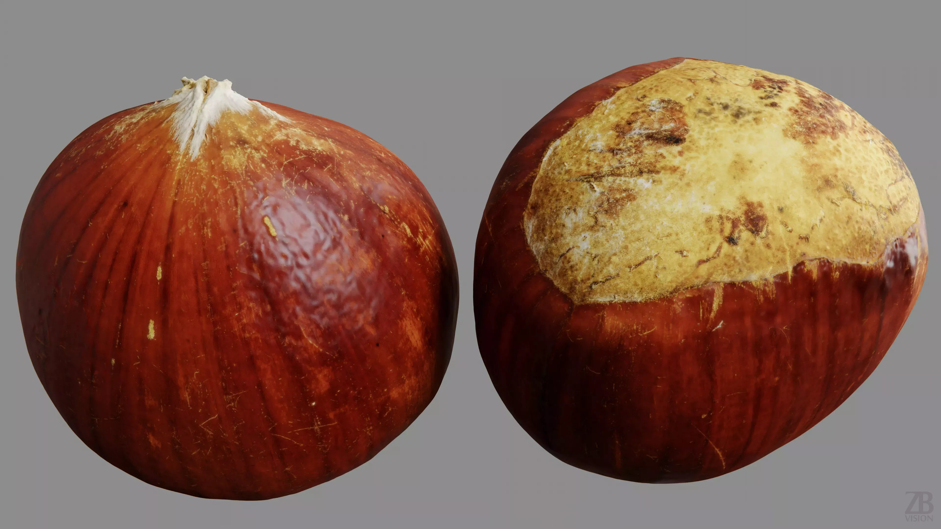 Chestnut 3D model_8