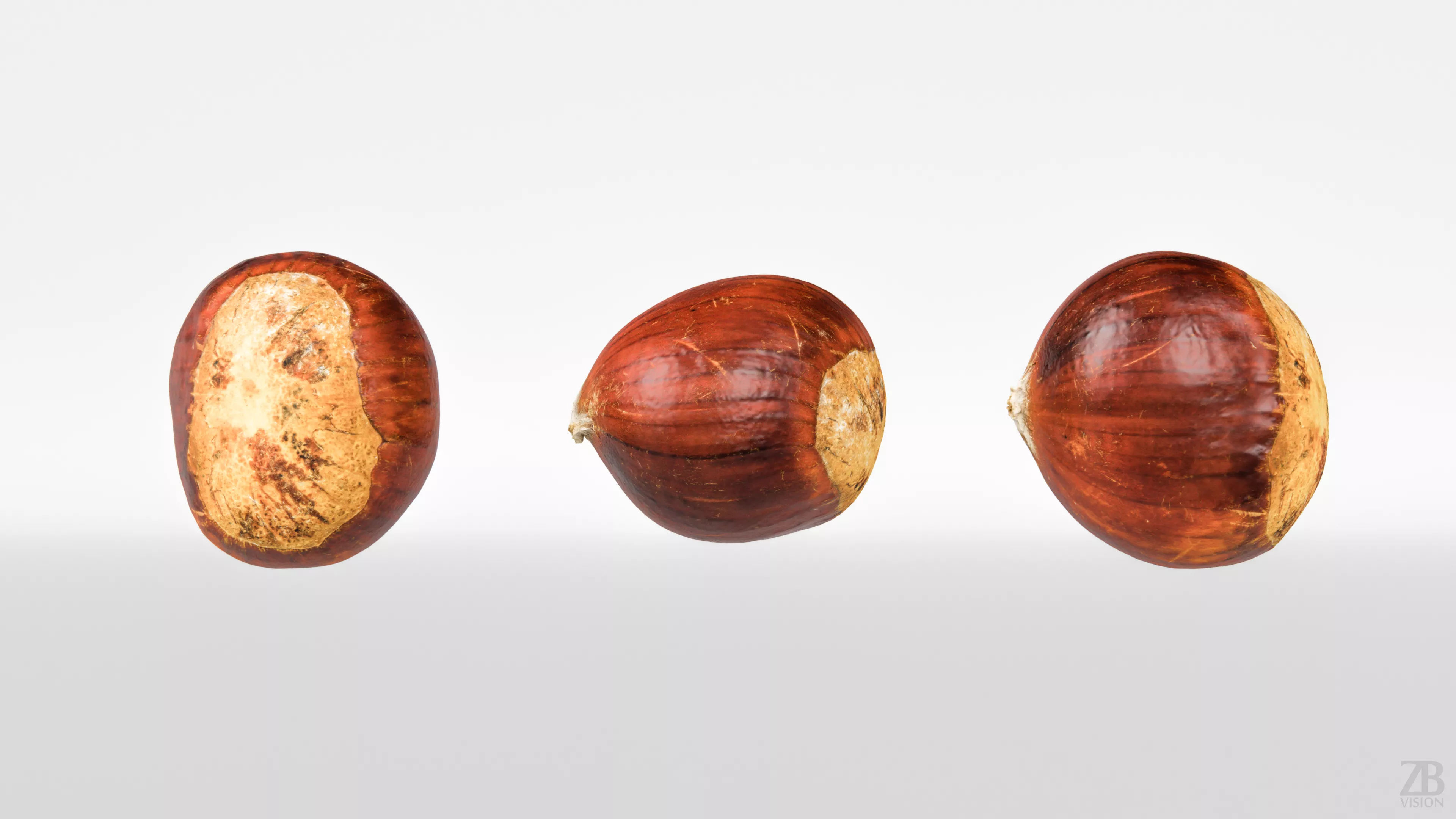 Chestnut 3D model_4