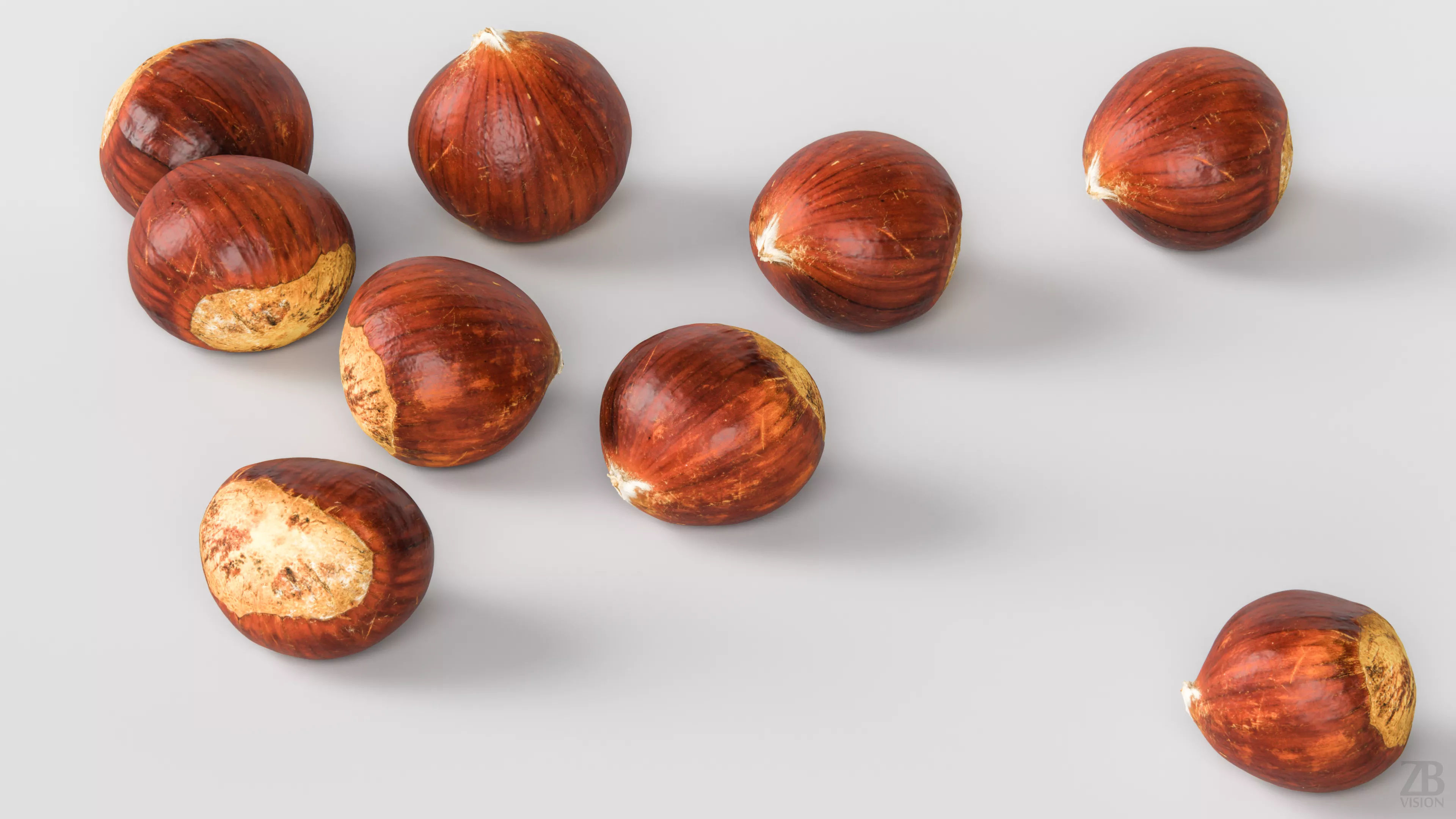 Chestnut 3D model_2
